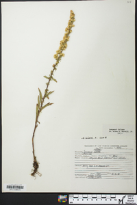 Solidago bicolor image