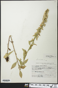 Solidago bicolor image