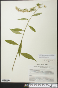 Solidago arguta subsp. boottii image