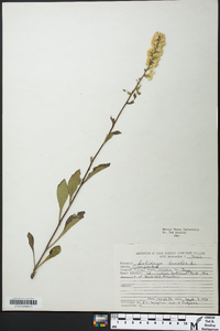 Solidago bicolor image