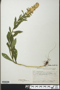 Solidago erecta image