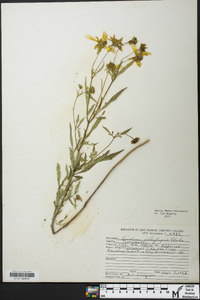 Bidens polylepis image