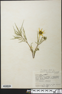 Bidens polylepis image