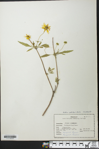 Bidens polylepis image