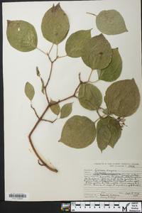 Cornus rugosa image