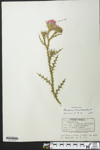 Carduus acanthoides image