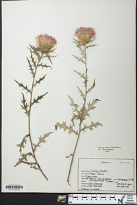 Cirsium discolor image