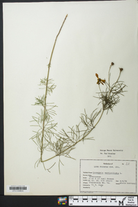 Coreopsis verticillata image