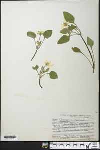 Chrysogonum virginianum image