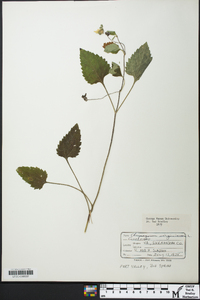 Chrysogonum virginianum image