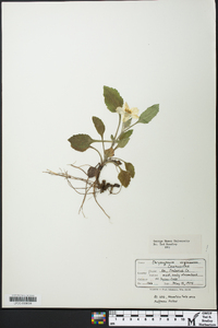 Chrysogonum virginianum image