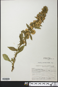 Solidago speciosa image