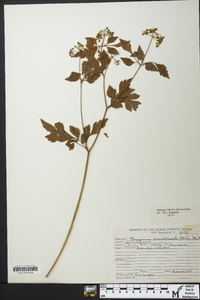 Thaspium barbinode image