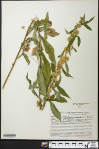 Solidago curtisii image