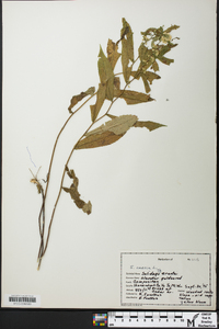 Solidago erecta image