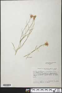 Centaurea stoebe subsp. micranthos image