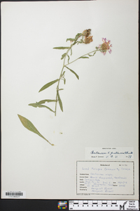 Centaurea debeauxii image