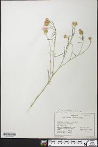 Centaurea stoebe subsp. micranthos image