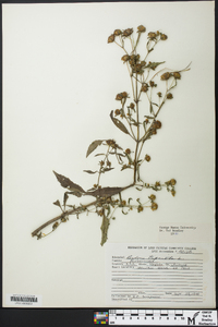 Bidens connata image