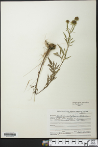 Bidens polylepis image