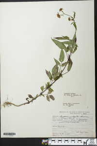 Bidens vulgata image