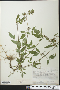 Bidens vulgata image