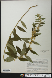 Solidago curtisii image