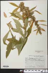 Solidago curtisii image