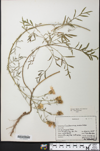 Centaurea stoebe subsp. micranthos image