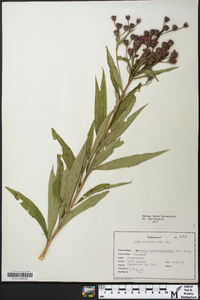 Vernonia noveboracensis image