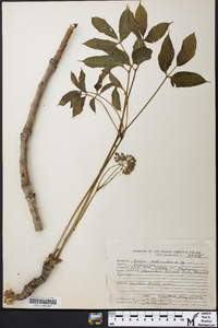 Aralia nudicaulis image