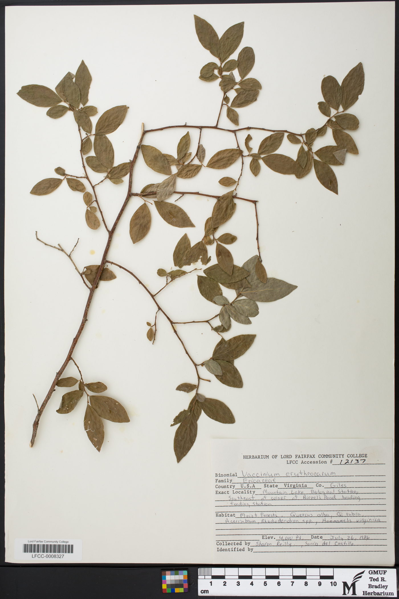 Vaccinium constablaei image