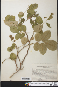 Bursera simaruba image