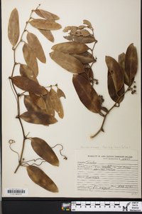 Smilax laurifolia image