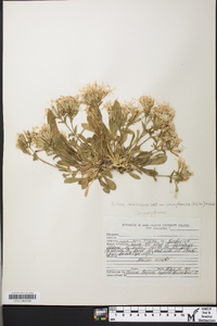 Silene caroliniana image