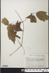 Caulophyllum thalictroides image