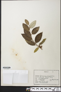 Elaeagnus angustifolia image