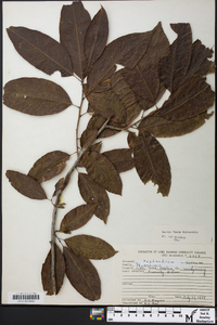 Oxydendrum arboreum image