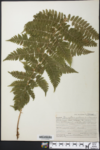 Dryopteris goldieana image