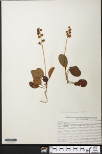 Pyrola americana image