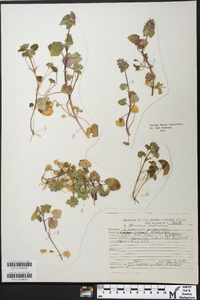 Glecoma hederacea image