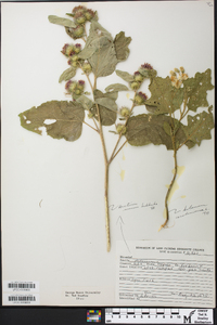 Solanum carolinense var. carolinense image