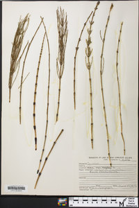 Equisetum pratense image