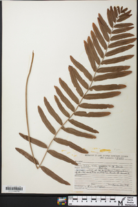 Blechnum serrulatum image