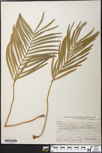 Zamia integrifolia image