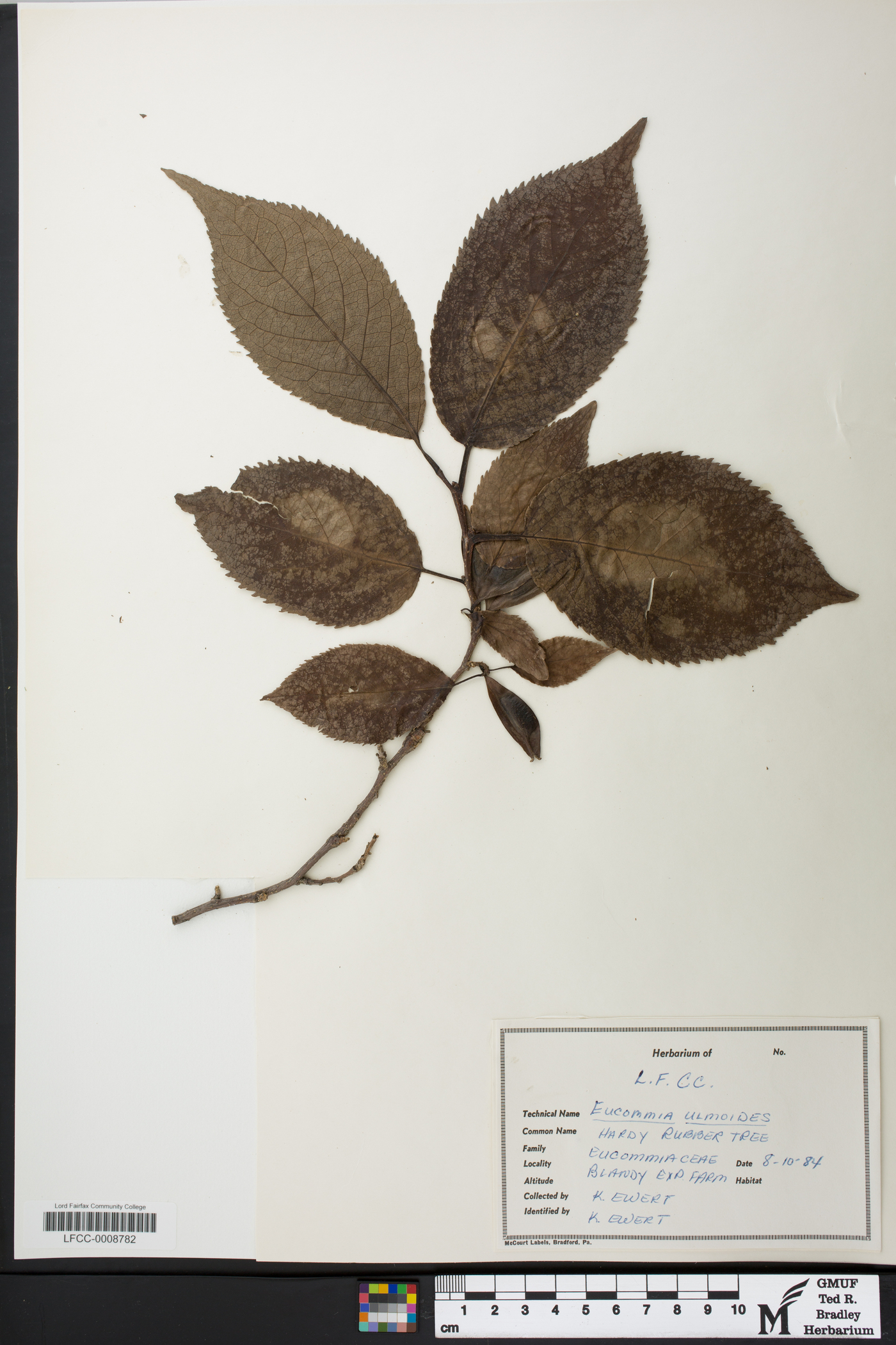 Eucommia image