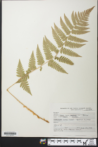 Dryopteris × boottii image