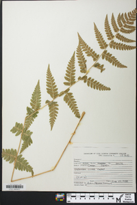 Dryopteris × boottii image