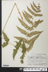 Dryopteris x dowellii image