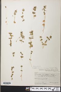 Anagallis arvensis subsp. arvensis image